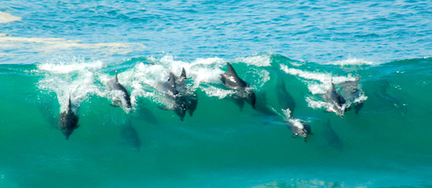 Kei Mouth Marine Life