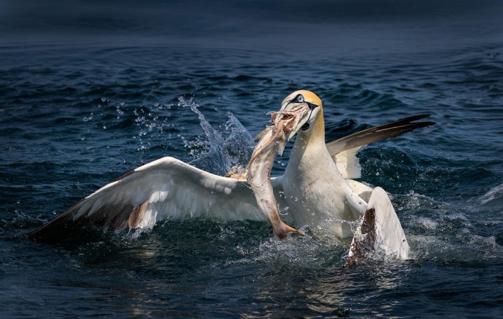 Birding Kei Mouth