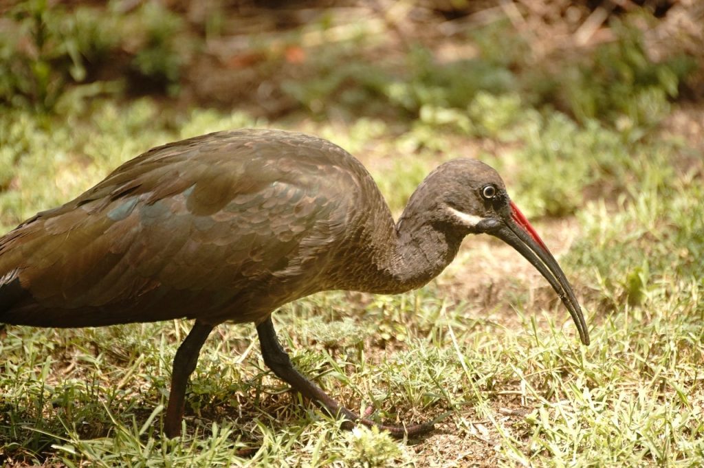 Birding Kei Mouth