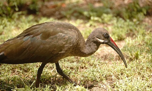 Birdwatching Kei Mouth
