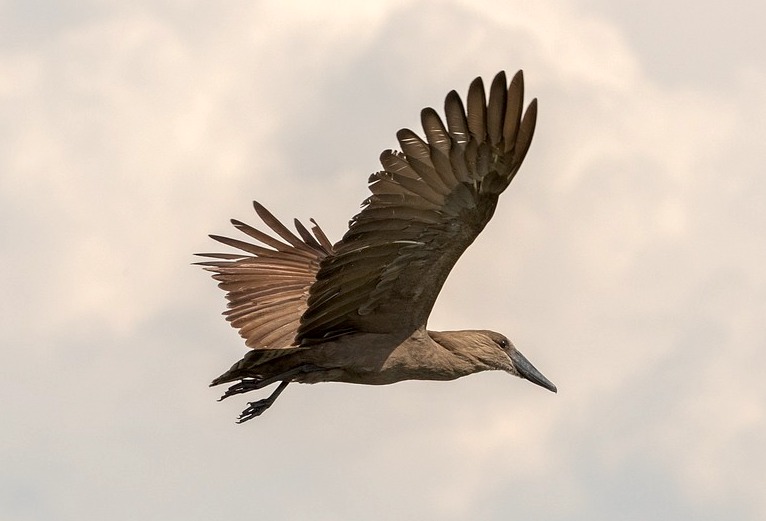 Birding Kei Mouth