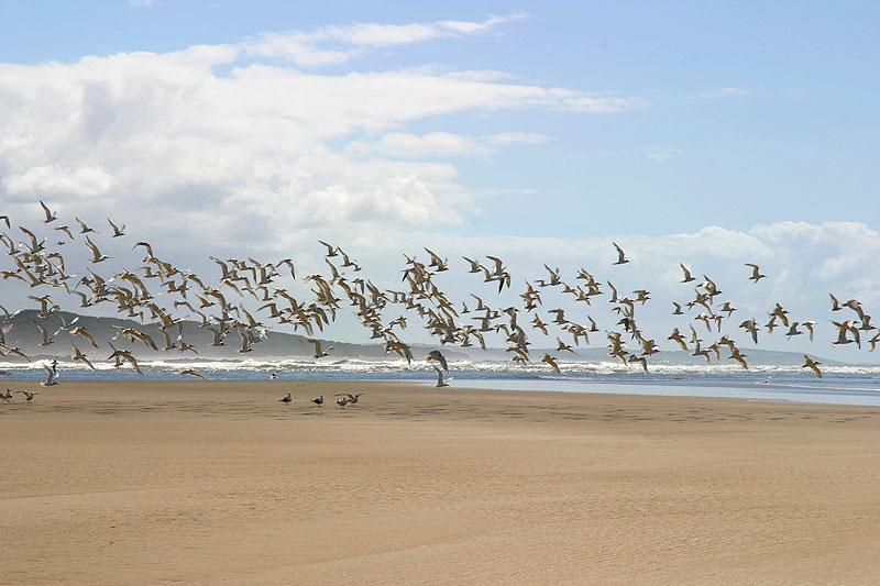 Kei Mouth Biodiversity