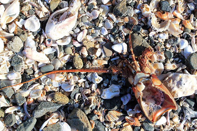 Kei Mouth Biodiversity