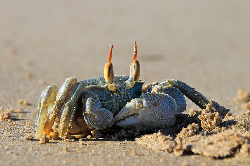 Kei Mouth Biodiversity