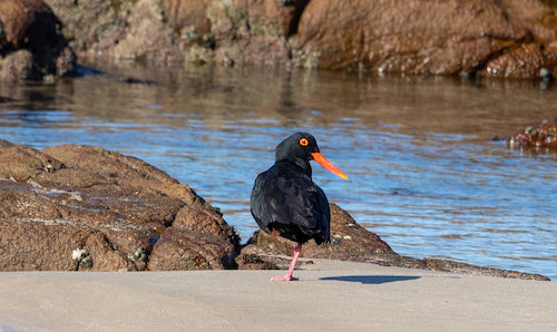 Birdwatching Kei Mouth