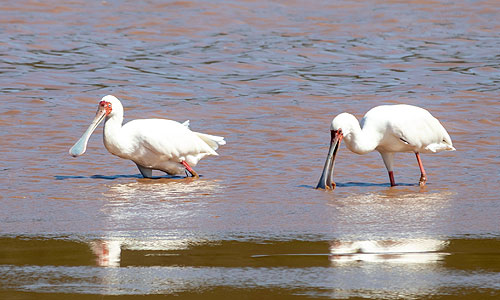 Birdwatching Kei Mouth