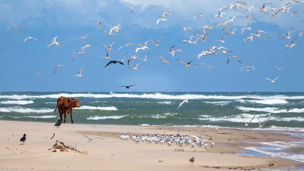Birding Kei Mouth