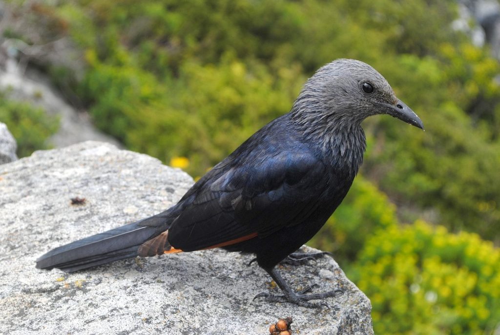 Birding Kei Mouth