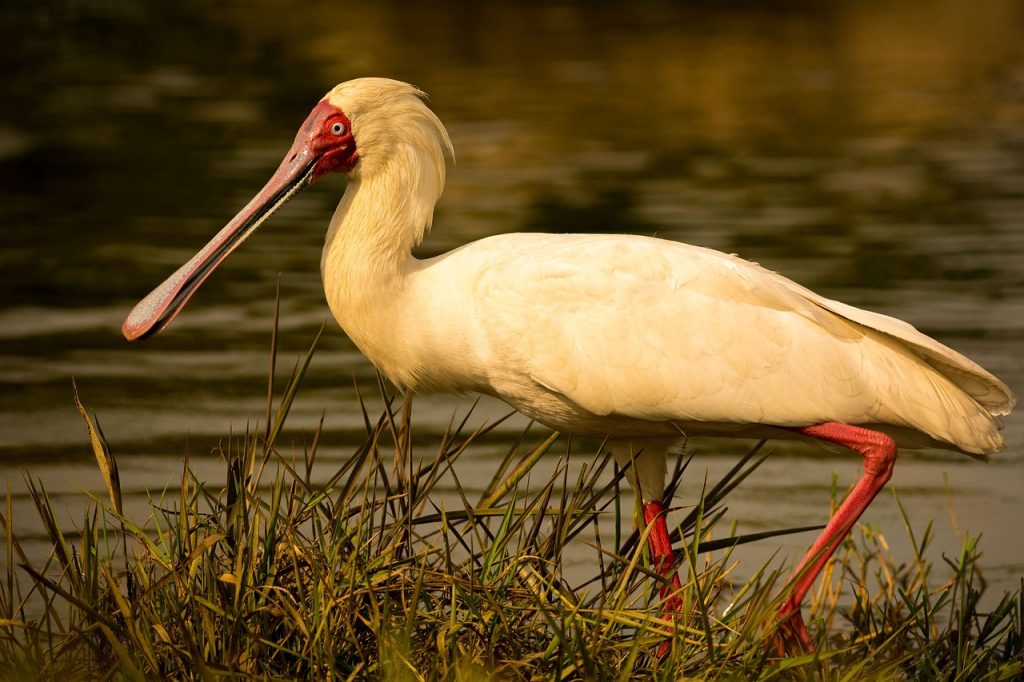 Birding Kei Mouth