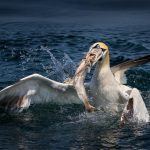 Birding Kei Mouth
