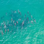 Dolphins on the Wild Coast