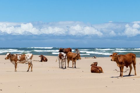 cattle-on-the-beach (1)
