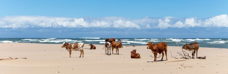 cattle-on-the-beach (1)